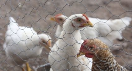 Estas entidades concentran los casos de gripe aviar en el país; suben huevo y pollo
