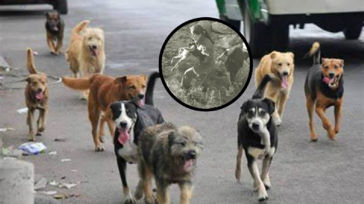 Gobernador de San Luis Potosí sobre matanza de perros: "alguien tiene que pagar"