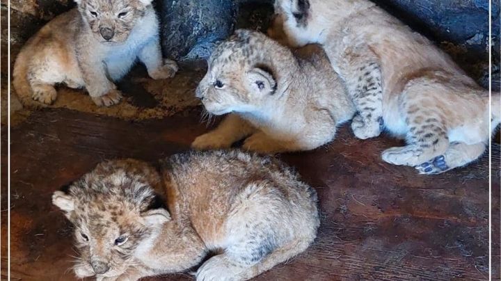 El ciclo sin fin: nacen cuatro crías de león en Orizaba