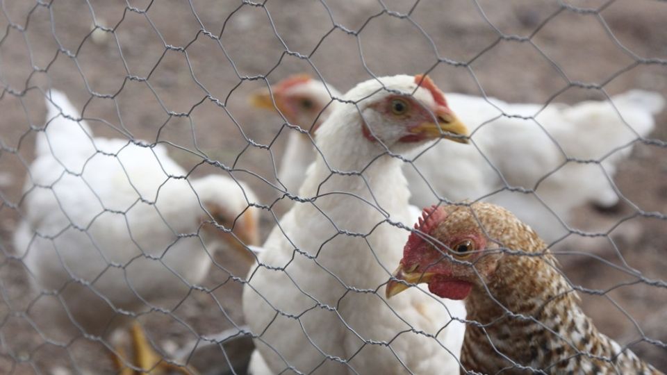 Los efectos han pegado a la salud de la población, pero también a su bolsillo. A septiembre, el precio del huevo aumentó 33.5 por ciento anual, mientras que el del pollo, subió 14.9 por ciento anual