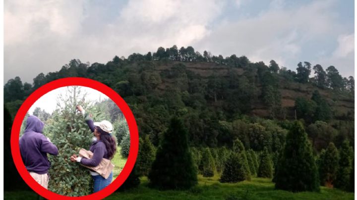 Ejidatarios ven esperanza de recuperación con venta de árboles de Navidad en región de los volcanes