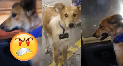 Perrita es amarrada de patas y hocico en una azotea y esto pasó por denunciar en redes