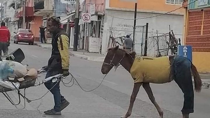 ¿Cuál frío? Caballo con playera y pantalón causa asombro en Tampico