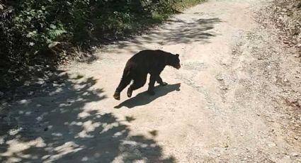 VIDEO: “Ya no hay cheve ahí”, la llegada sorpresiva de un oso a convivencia