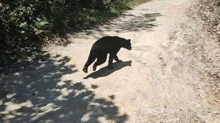 VIDEO: “Ya no hay cheve ahí”, la llegada sorpresiva de un oso a convivencia