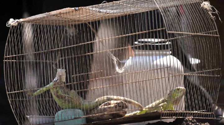 Estas son las mascotas que quedarán prohibidas en España a partir de septiembre 2023