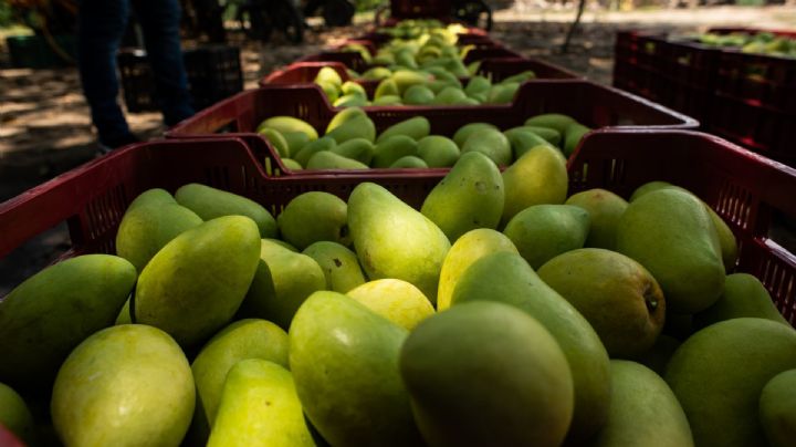 Arranca temporada de mango en el Istmo: 60 mil empleos y mayor vigilancia sanitaria