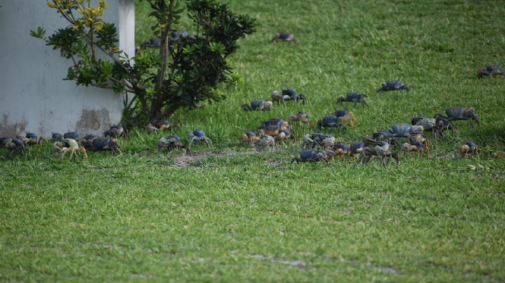 A cuidarlos: inicia veda de cangrejo azul en Veracruz