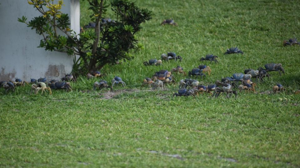 Cientos de ejemplares de cangrejo azul en fraccionamiento de Veracruz