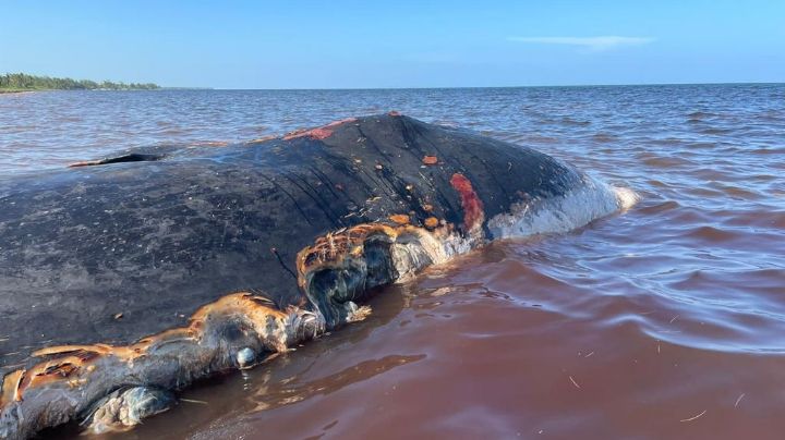 VIDEO: Ballena en descomposición encalla en playa de Mahahual, Quintana Roo