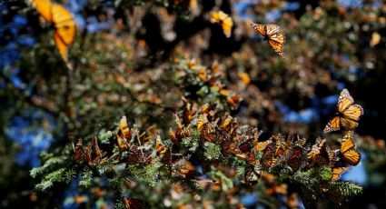 Mariposa Monarca: claves que la llevaron a lista roja de especies en peligro de extinción