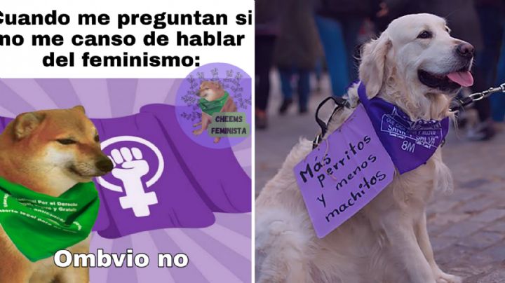 Día Mundial del Perro: 3 cuentas de perritos feministas que debes conocer