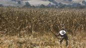 Foto ilustrativa de la nota titulada: Sheinbaum propone formalizar trabajo agrícola para evitar conflictos en T-MEC