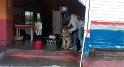 Tigre deambula en Mixquiahuala y entra a taquería, pero tiene dueño; esto se sabe