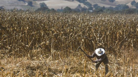 Sheinbaum propone formalizar trabajo agrícola para evitar conflictos en T-MEC