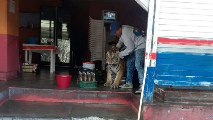 Tigre deambula en Mixquiahuala y entra a taquería, pero tiene dueño; esto se sabe