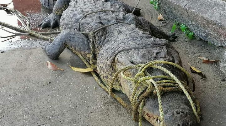 Pescadores atrapan a "godzilla" en laguna de Coatzacoalcos; lo entregan a PC
