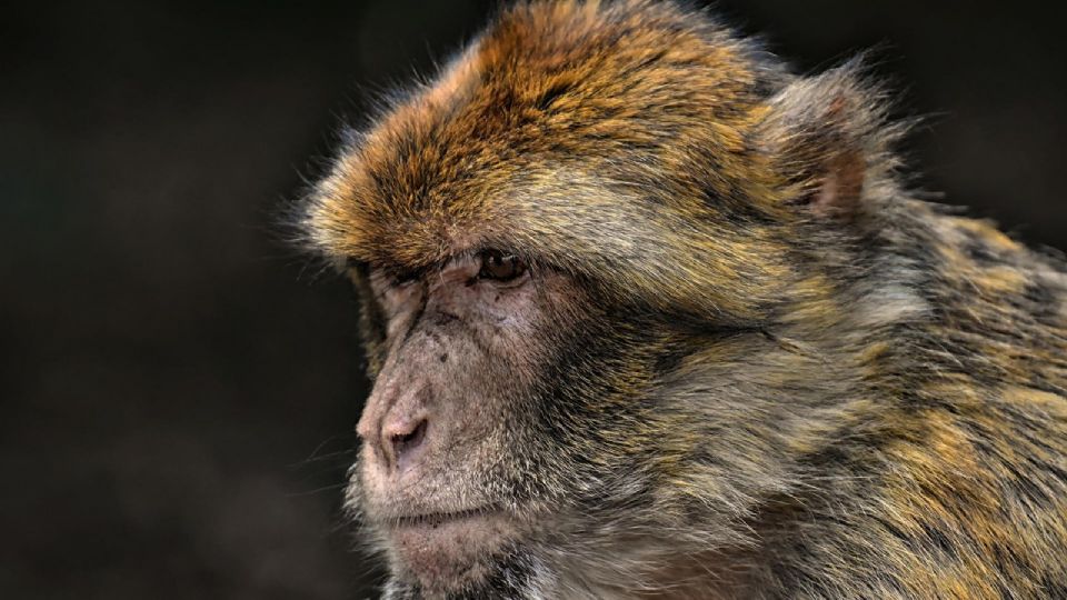 La policía local está utilizando dardos tranquilizantes para capturar a los animales, ante el reciente incremento de los ataques.