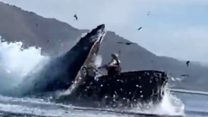 VIDEO: Ballena jorobada casi se traga a dos mujeres en California