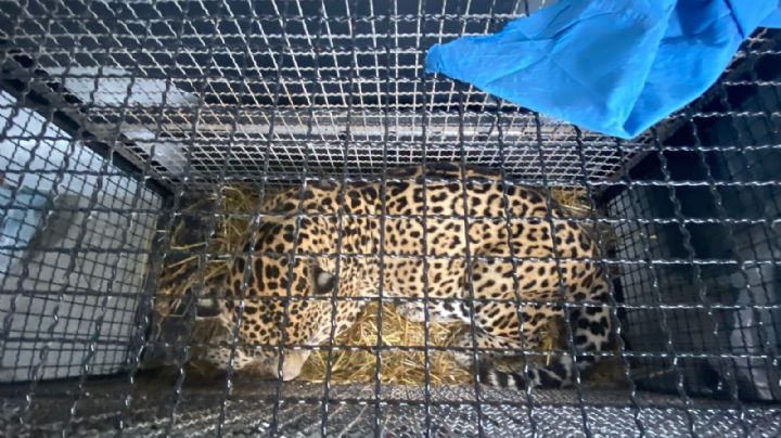 Rescata ZooLeón a 6 felinos abandonados en el santuario Black Jaguar