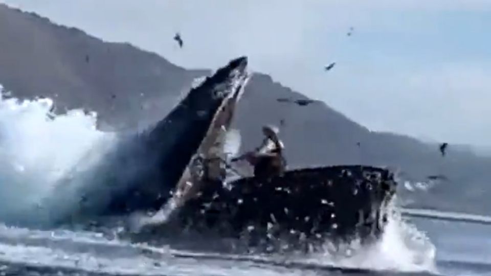 Las dos mujeres se encontraban a bordo de un kayak remando tranquilamente cuando fueron sorprendidas por la ballena jorobada.