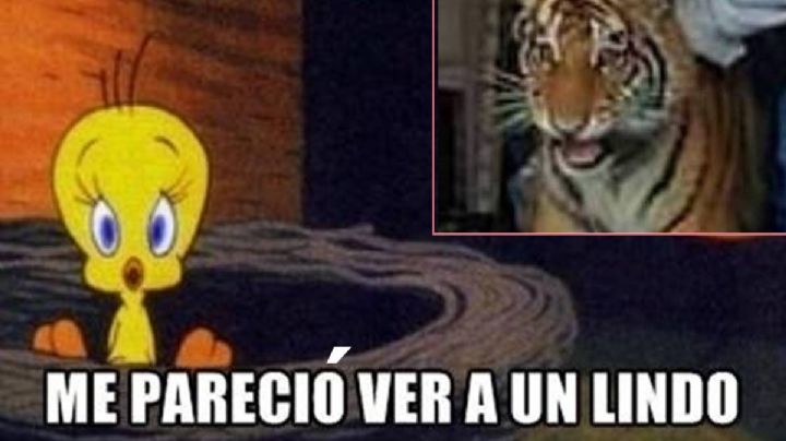 Me pareció ver a un lindo gatito: Los memes del tigre en la taquería de Hidalgo