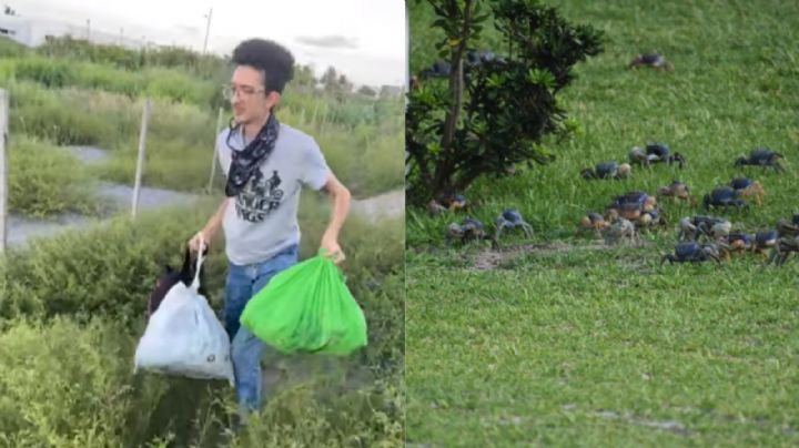 Liberan decenas de cangrejos azul cazados ilegalmente en Veracruz