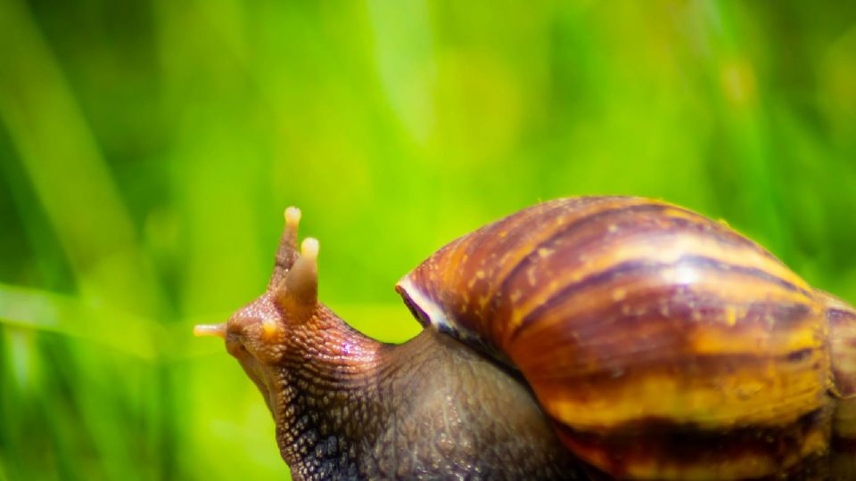 Los caracoles terrestres africanos gigante son uno de los caracoles más dañinos del mundo y un riesgo potencial para la salud humana.