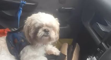 Abandonan a perrito en el taxi y chofer lo adopta, esta es la historia