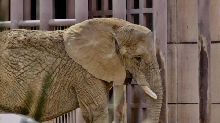 Elefanta Ely: Corte atrae amparo que puede salvar su vida