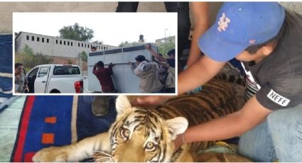 Le quitan tigre a propietario de Mixquiahuala que se le escapó