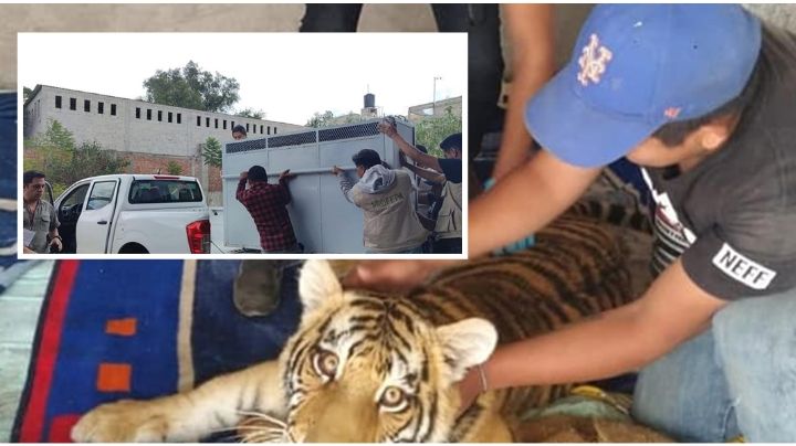 Le quitan tigre a propietario de Mixquiahuala que se le escapó