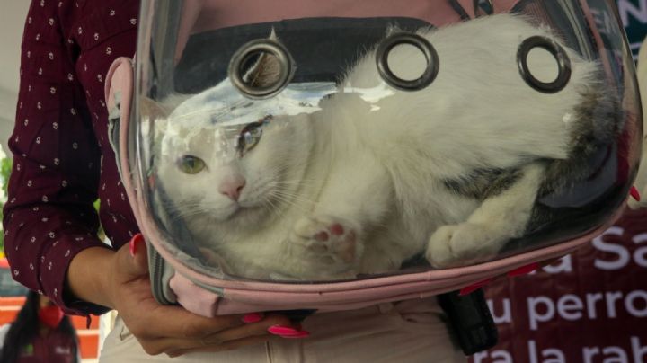 Todo lo que debes saber sobre el festival para tus “michis” en agosto