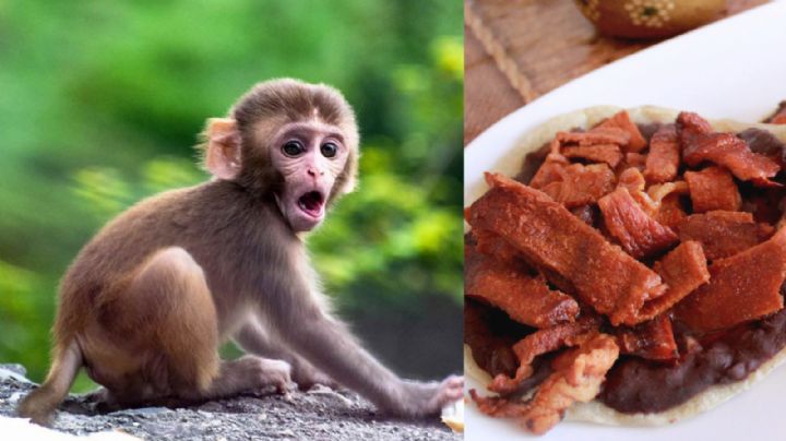 Carne de Chango, el platillo exótico de Veracruz que asombra a turistas