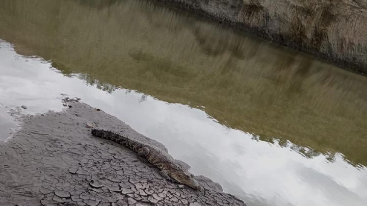 ¿Se les olvidó?, cocodrilo vive aún en bancos de tepetate en San Miguel de Allende
