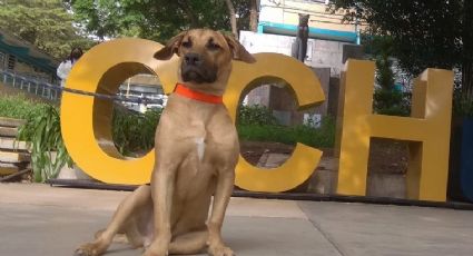 ¡Ya creció! Pancho Panzón, de regreso a las aulas en CCH Naucalpan