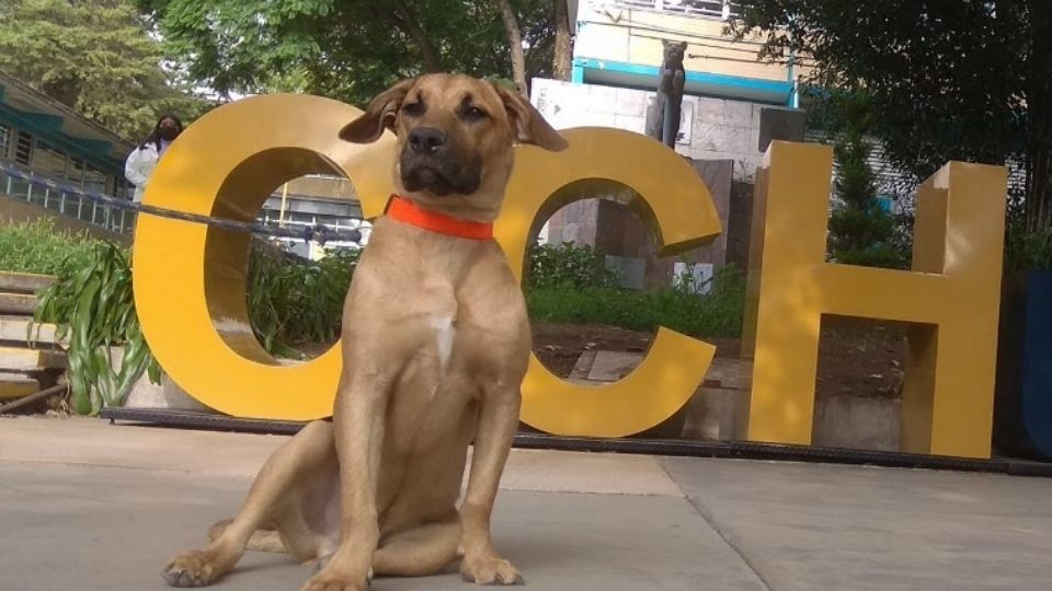 Pancho Panzón es la mascota de la comunidad ceceachera de Naucalpan, pues llegó cuando sólo tenía dos meses de vida y desde entonces se robó el corazón de todos.