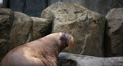 Noruega sacrifica a una morsa gigante que se acostaba en barcos, ¿por qué?