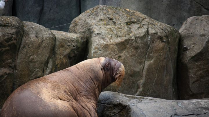 Noruega sacrifica a una morsa gigante que se acostaba en barcos, ¿por qué?