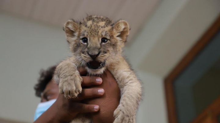 ¡Qué emoción! Presentan a crías de leones nacidas en zoológico de Orizaba