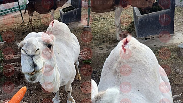 Denuncian maltrato y descuido de animales del Tuzoofari; “da impotencia”