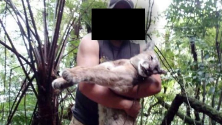 Caza de puma en Huazalingo genera indignación