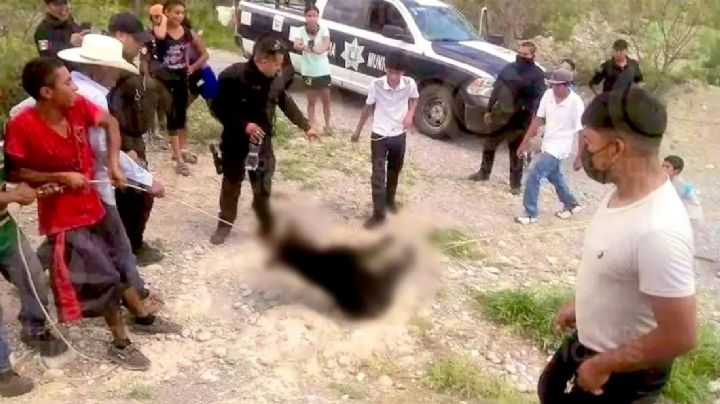 Sancionan a cinco policías por muerte de oso negro en Coahuila