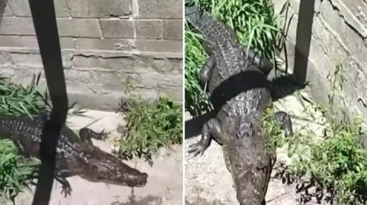 VIDEO: "Coco", el cocodrilo mascota de una familia en Tamaulipas