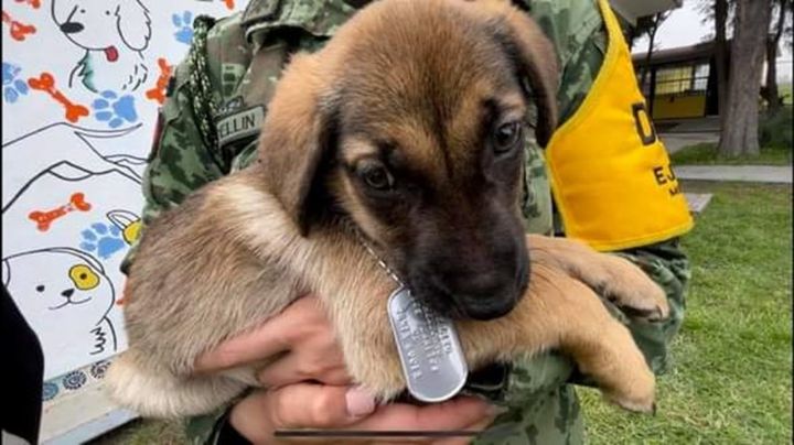 Albergues de perros en Valle de México en crisis por falta de alimento