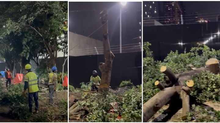 ¿Quién mandó talar 86 árboles en Miguel Hidalgo? Alcaldía dice que Sedema