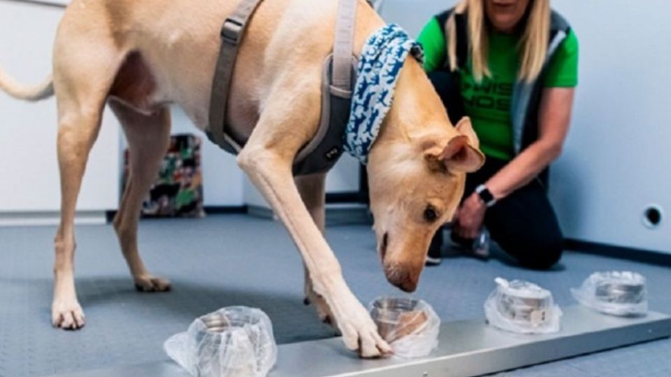 La droga era transportada en una maleta de doble fondo, misma que fue asegurada después de que el canino realizará una supervisión