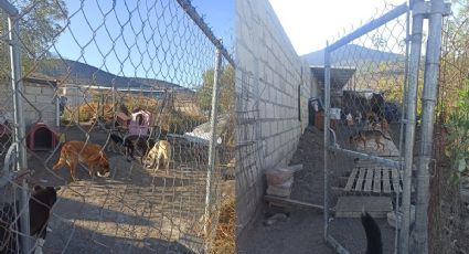 Buscan donación de materiales para evitar derrumbe de refugio de animales