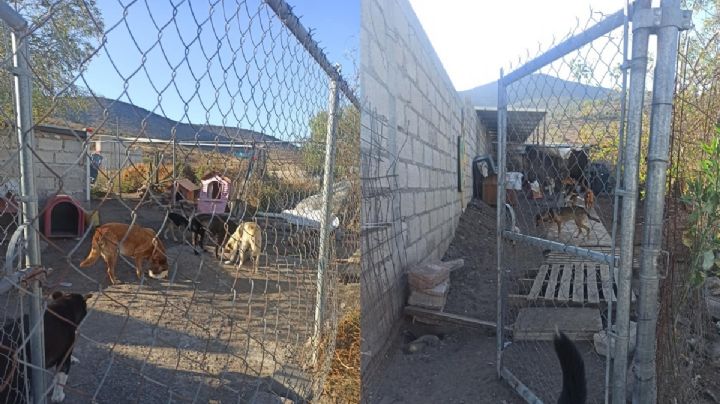 Buscan donación de materiales para evitar derrumbe de refugio de animales