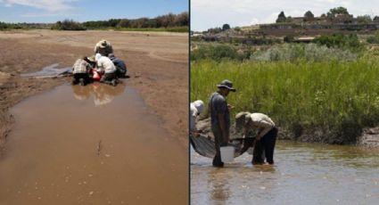 Río Bravo: ¿Qué pasa si se seca? ¿Qué especies están en peligro?
